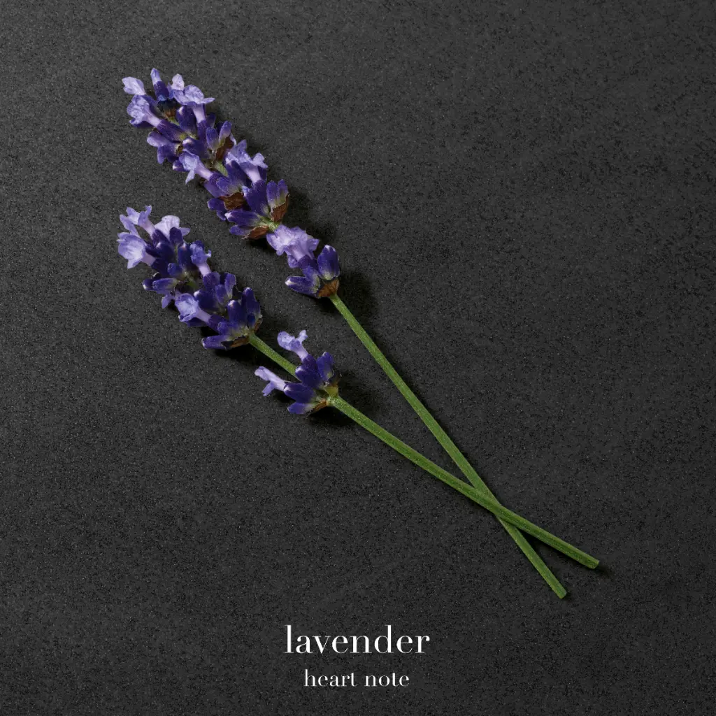 ga_2022_ea-swy-absolutely_ingredients_lavender_1x1_text_rvb-3000_1.webp