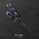 ga_2022_ea-swy-absolutely_ingredients_lavender_1x1_text_rvb-3000_1.webp