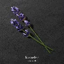 ga_2022_ea-swy-absolutely_ingredients_lavender_1x1_text_rvb-3000_1.webp
